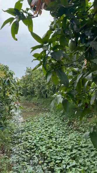 Đất vườn xã Vĩnh Hòa, Tân Châu 4.000m² giá 302 triệu - Đầu tư sinh lời lý tưởng!