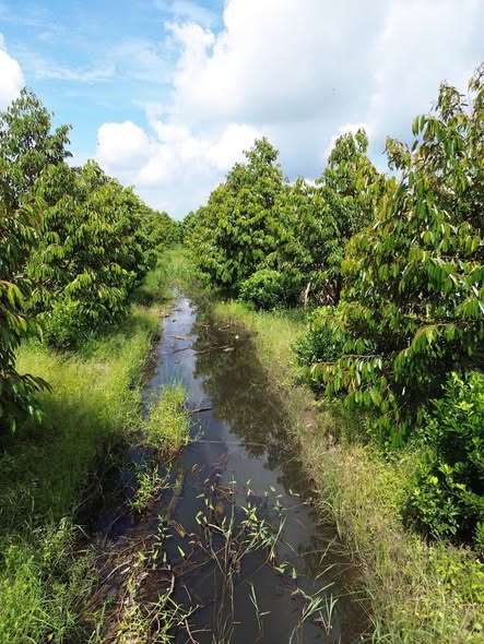 Vườn sầu riêng 9 công tại Tân Phước Hưng, Hậu Giang giá 2.7 tỷ - Đầu tư sinh lời lý tưởng!