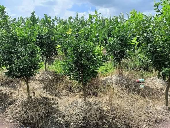 Farm 17500m² tại Mỹ Thuận 2, Hậu Giang giá 1.75 tỷ - Đầy đủ cây ăn trái