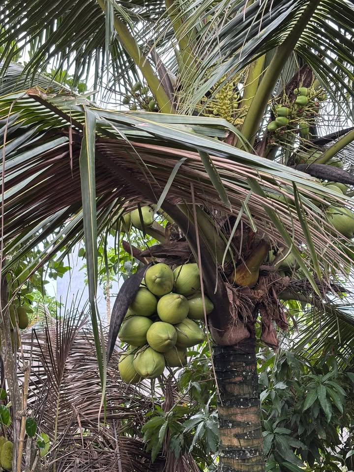 Đất nền Phước Ninh Dương Minh Châu 210m² giá 2xx triệu - Sổ hồng chính chủ!