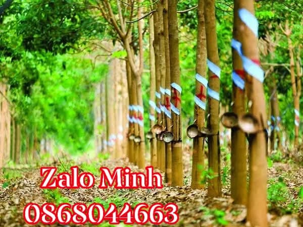 Đất Farm An Linh, Phú Giáo 2,2ha giá 8,2 tỷ - Đầu tư sinh lời hấp dẫn!
