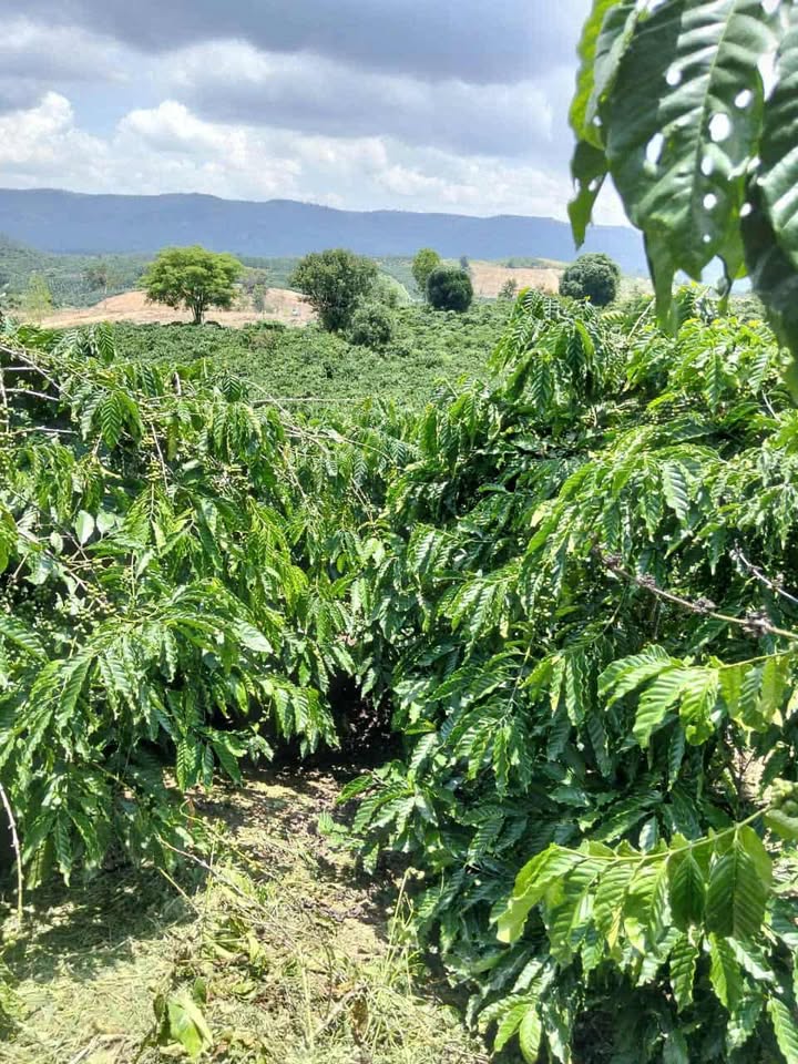 Đất thổ cư 800m² Tân Thanh, Lâm Hà giá 4.6 tỷ - Diện tích rộng, pháp lý rõ ràng!