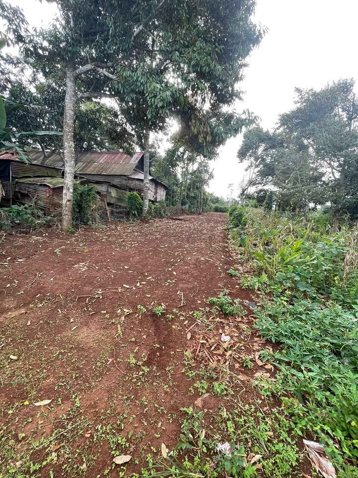 Đất nền mặt tiền đường Y Thuyên, Buôn Hồ 270m² giá 1.1 tỷ - Đầu tư sinh lời ngay!