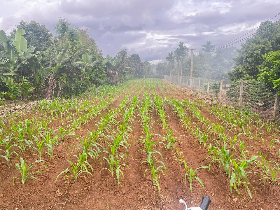 Đất nền Thôn 5 xã Ea Dar 700m² giá 910 triệu - Vị trí thuận lợi gần QL26!