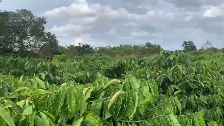 Farm 5 sào tại xã Ea Ô, Ea Kar - Giá chỉ 1.75 tỷ, cơ hội đầu tư tuyệt vời!