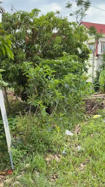 Đất mặt đường thôn 4 xã Sơn Long 560m² - Bán gấp giá tốt!