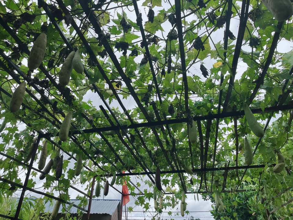 Đất nền Mộc Châu 200m² giá chỉ 1.2 tỷ - Đường ô tô vào tận nơi!