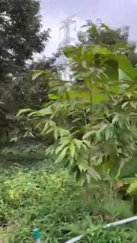 Đất vườn 3900m² tại Thiện Trung, Cái Bè - Sổ riêng, giá chỉ 3.9 tỷ!