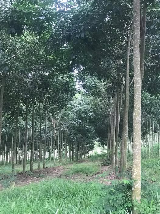 Đất nền An Linh Phú Giáo 20.000m² - Mặt tiền đẹp, cơ hội đầu tư hấp dẫn!