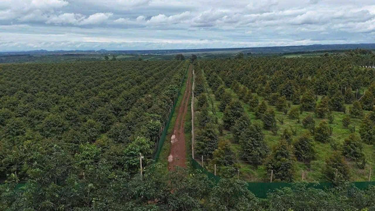 Farm 23,5ha Sầu Riêng Ea Đrơng Cư M'gar giá 118 tỷ - Cơ hội vàng sở hữu đất đẹp!