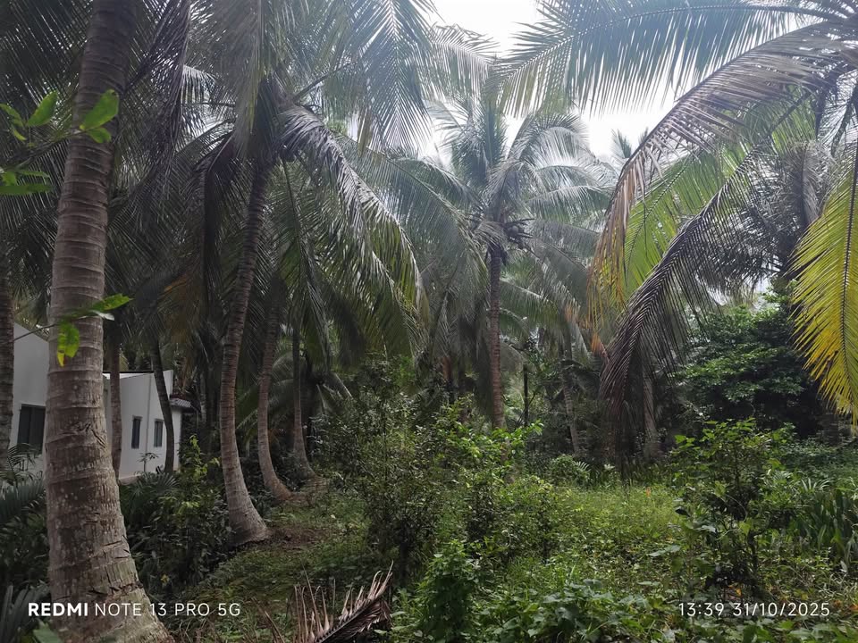 Đất vườn dừa 8500m² tại Mỏ Cày Bắc - Giá chỉ 4.675 tỷ, đường ô tô vào tận nơi!