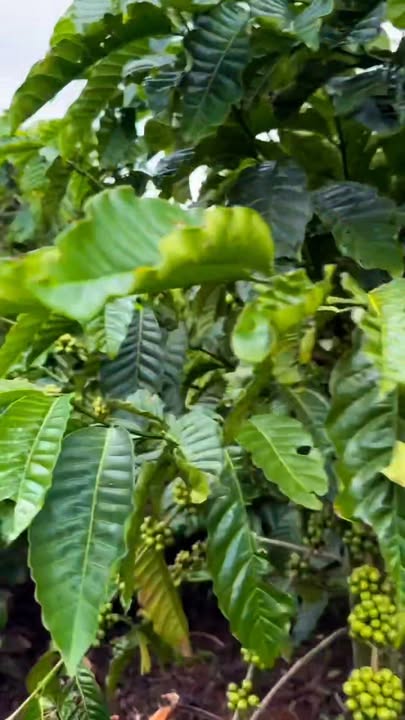 Đất nền Tân Văn Lâm Hà 12300m² giá 4.14 tỷ - Đầu tư sinh lời ngay!