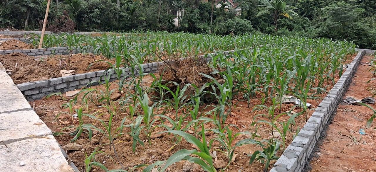 Đất liền kề khu phố Tiên Kiên, Lâm Thao 218m² giá 1.9 tỷ - Đầu tư sinh lời ngay!