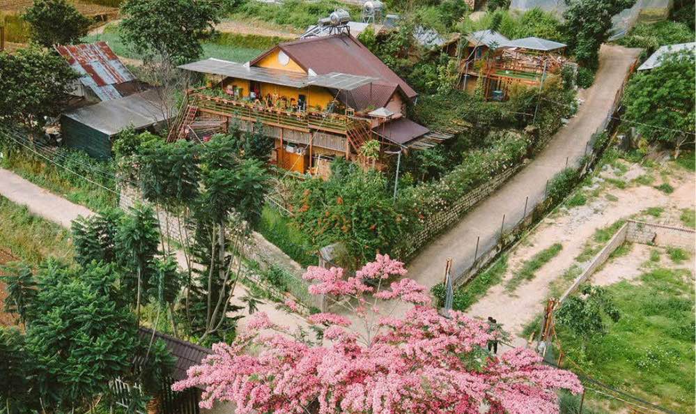 Homestay gỗ Trần Thái Tông Đà Lạt 500m² giá 30 triệu - Kinh doanh sinh lời ngay!