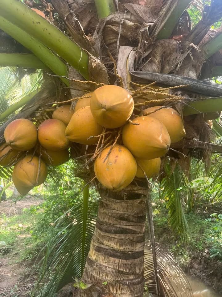 Đất vườn dừa Thới Lai 11.000m² giá 3.63 tỷ - Đầu tư sinh lời ngay!