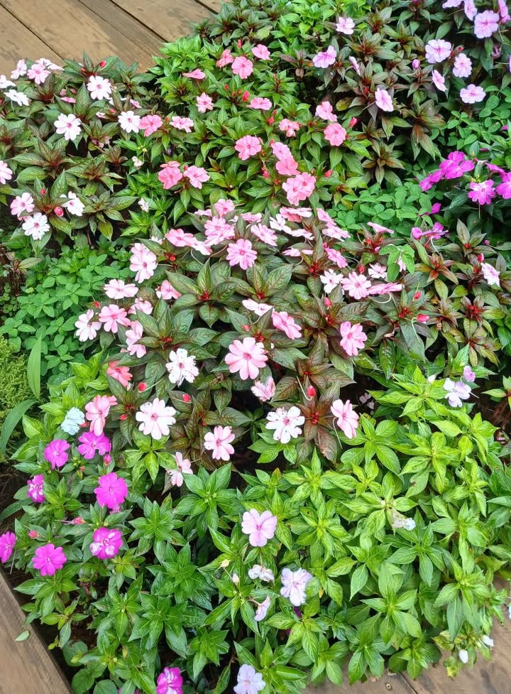 Nhà cấp 4 chính chủ bán tại Buôn Hồ, Đắk Lắk - Diện tích 170m² chỉ 2.5 tỷ!