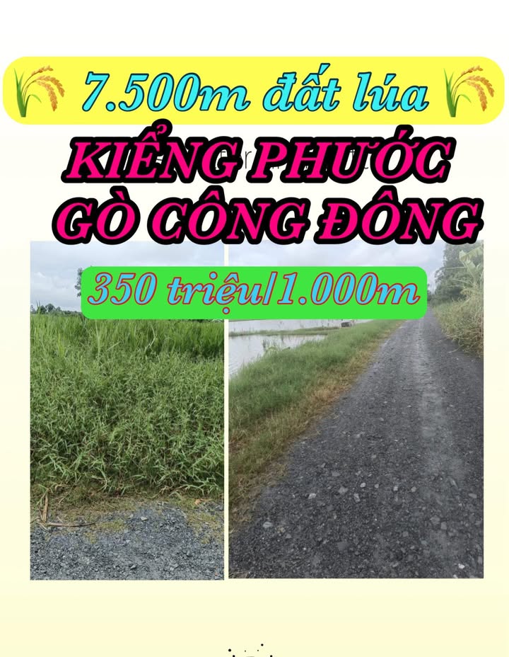 Đất lúa 7500m² Kiểng Phước, Gò Công Đông - Giá chỉ 2.625 tỷ, đầu tư sinh lời!