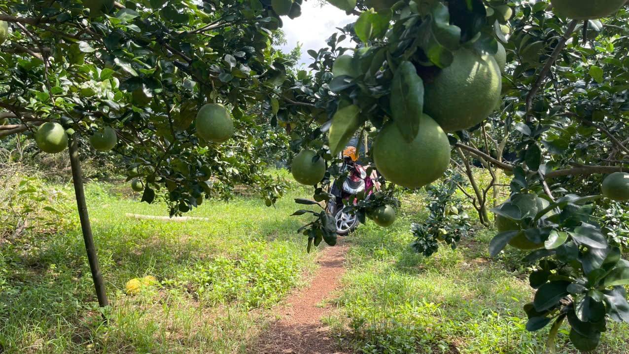 Đất sào mặt tiền đường nhựa Hưng Lộc 2000m² giá 7.2 tỷ - Đầu tư sinh lời ngay!