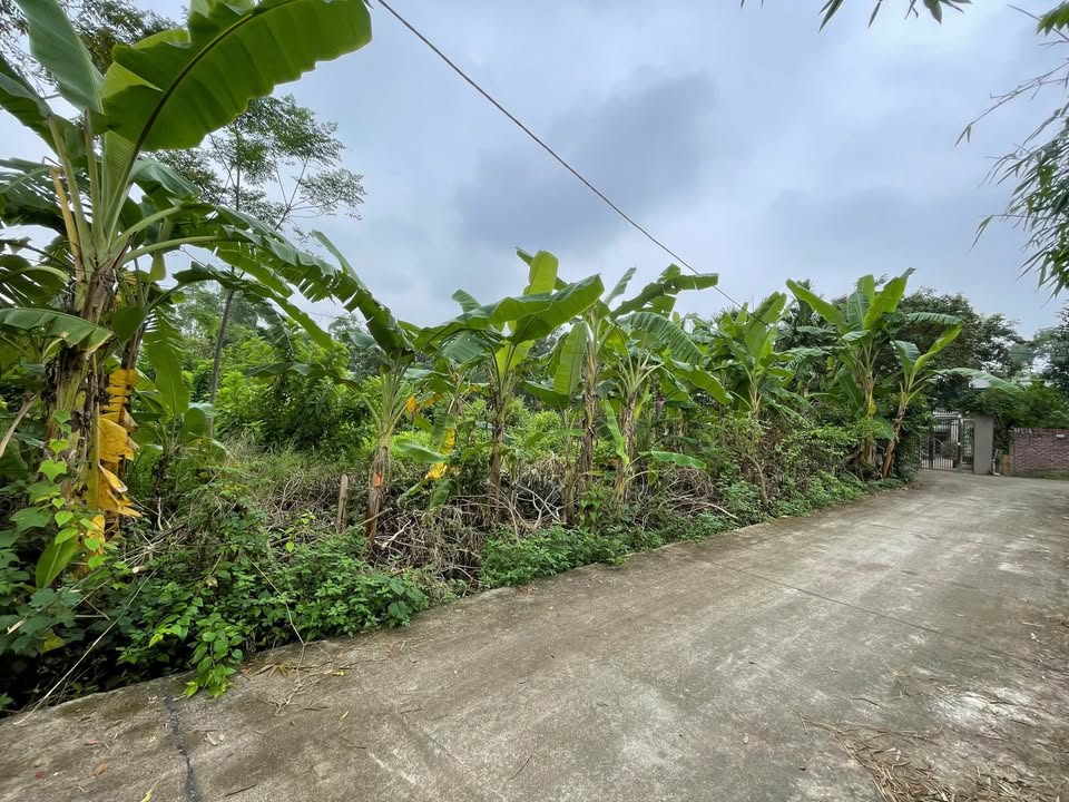 Đất thổ cư tại thôn Lan Hùng, xã Văn Quán, 600m² - Phù hợp xây nhà vườn hoặc phân lô!