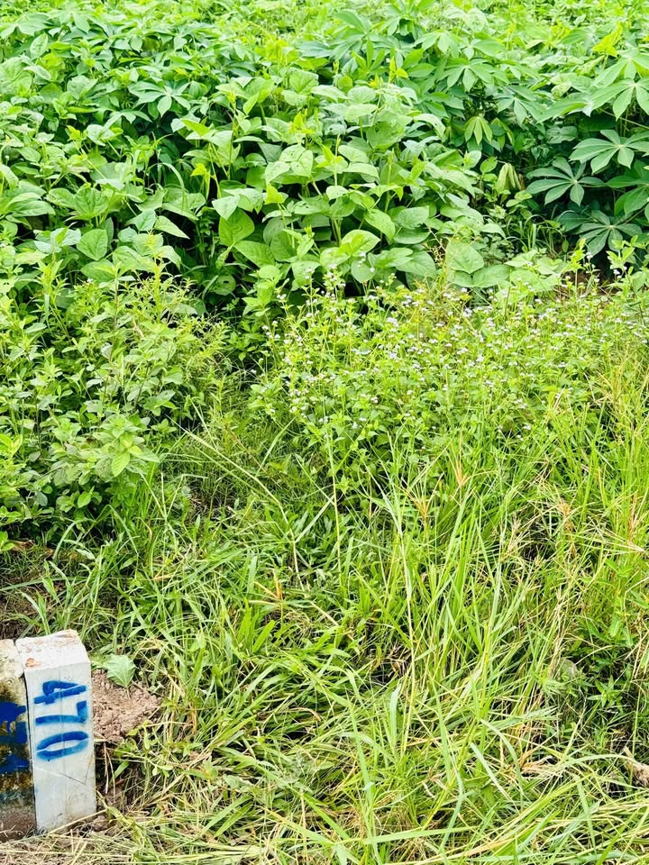 Lô đất Phước An, Phước Vinh, Châu Thành 125m² giá 220 triệu - Cơ hội đầu tư hấp dẫn!