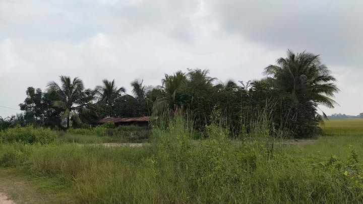 Đất vườn 1 Công 7 tại xã Bến Cầu, Tây Ninh - Lô đất lý tưởng cho nhà vườn nghỉ dưỡng!