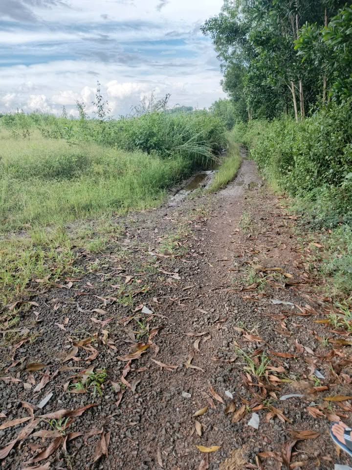 Đất nền Phú Ngọc Định Quán 10000m² giá 1.3 tỷ - Cơ hội đầu tư hấp dẫn!