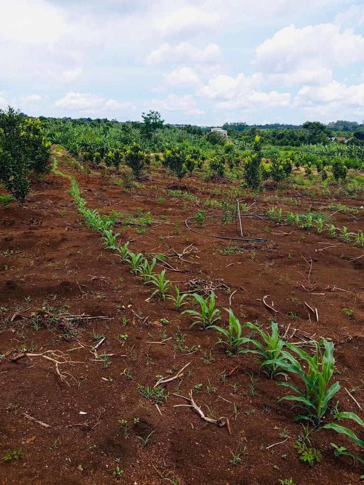 Lô đất farm 5,7 sào tại Xuân Phú, Đắk Lắk - Giá 1,2 tỷ, điện nước đầy đủ!