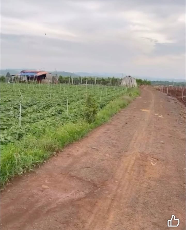 Đất nền Tân Hội 10.000m² giá 2.34 tỷ - Đầu tư sinh lời ngay!