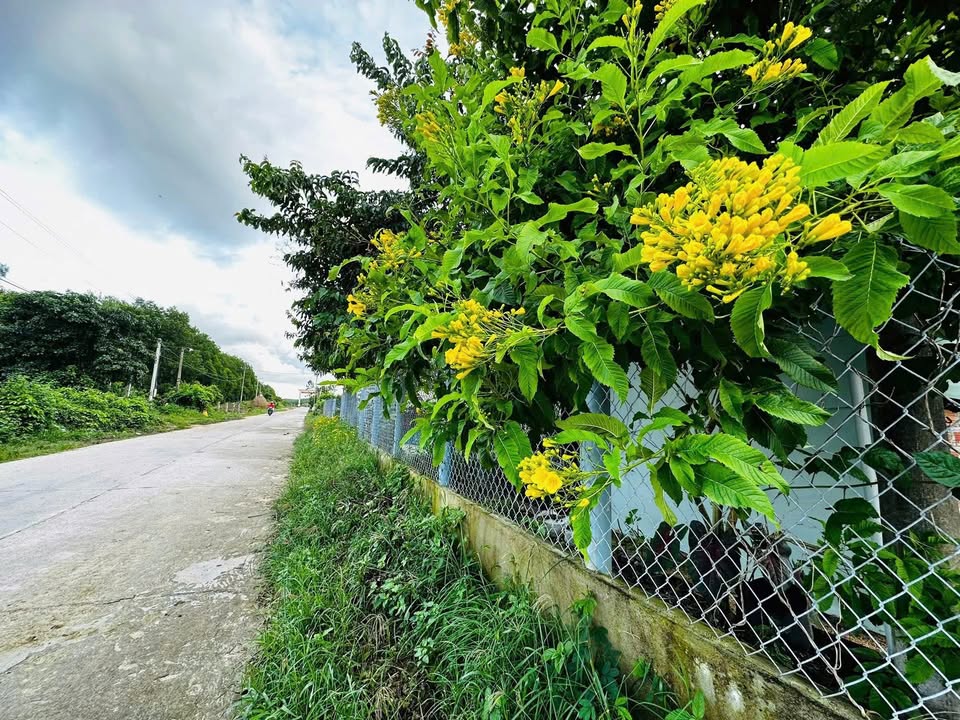 Đất trồng cây hàng năm 1300m² tại Tây Phú - Sổ đầy đủ, giá chỉ 1xx triệu!