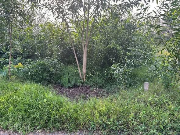 Đất thổ cư mặt tiền đường nhựa Phú An Bến Cát 190m² giá 1.35 tỷ - Cơ hội đầu tư hấp dẫn!