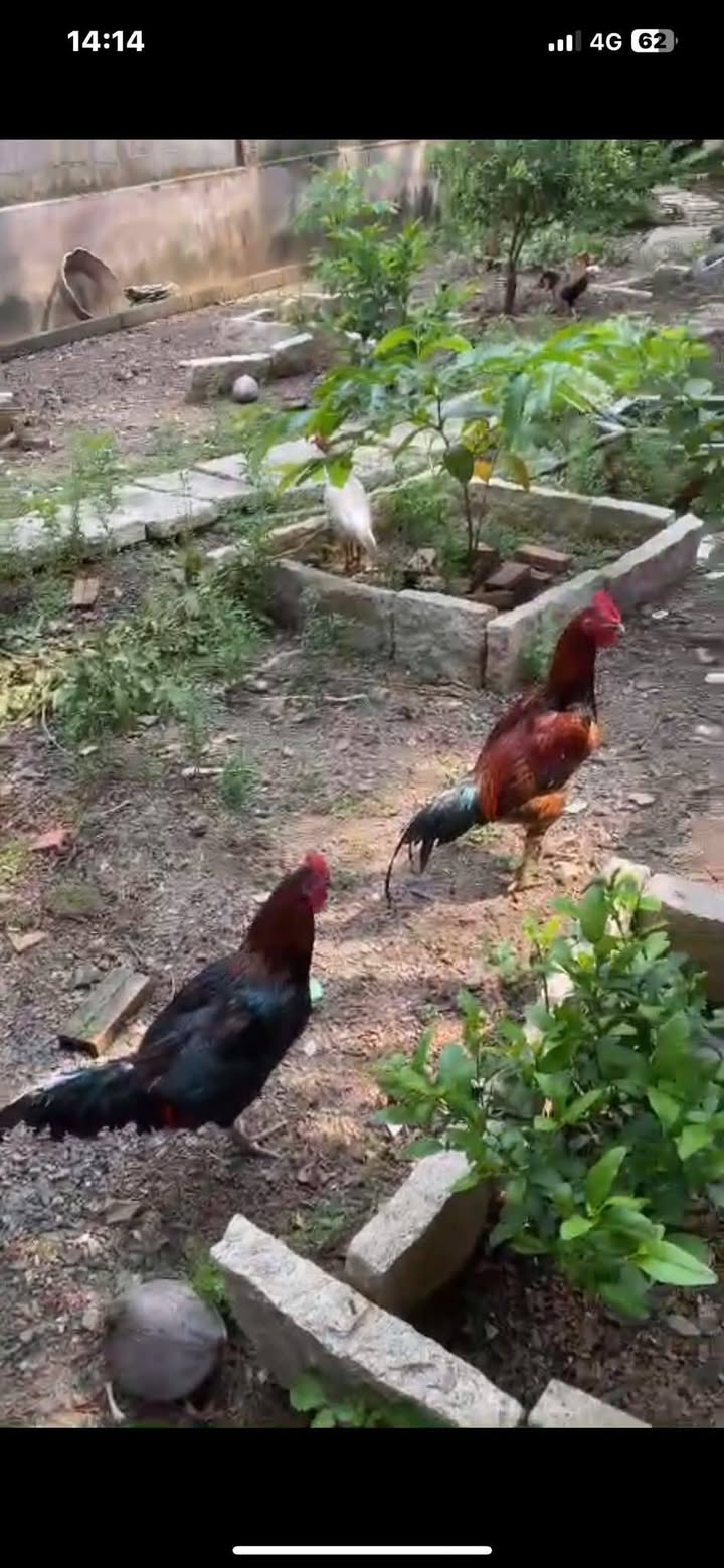 Đất mặt tiền phường Tân Triều, Trảng Bom 720m² giá chỉ 3.999 tỷ - Cơ hội đầu tư tuyệt vời!