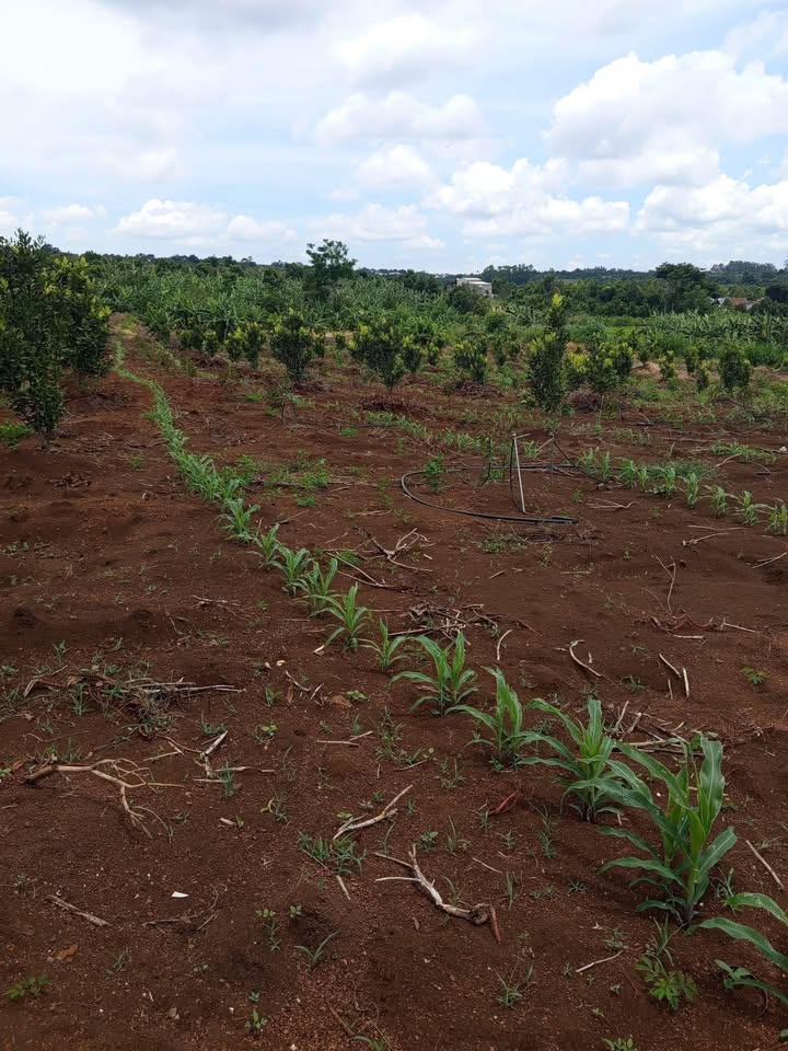 Đất nông nghiệp Xuân Phú 20520m² giá 1.2 tỷ - Đầu tư sinh lời ngay!