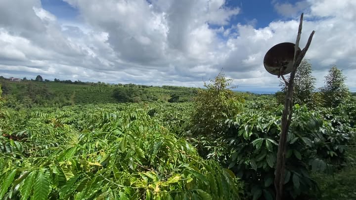 Đất nông nghiệp Chư Sê Gia Lai 15.000m² giá 3.8 tỷ - Đầu tư sinh lời với cafe kinh doanh