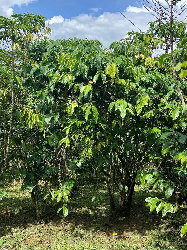 Đất nền Lộc Ngãi Bảo Lâm 9720m² giá 1.35 tỷ - Thế đất triền, cà phê phục hồi!