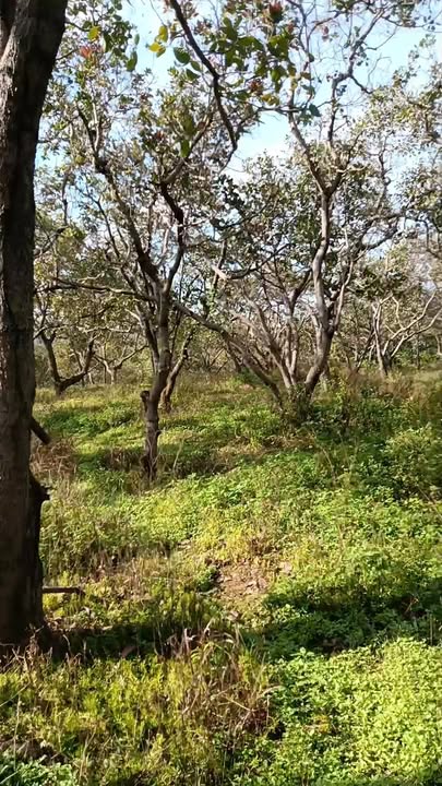 Đất thổ cư Bù Đăng 2.32ha giá 2.4 tỷ - Không dính quy hoạch bô xít!