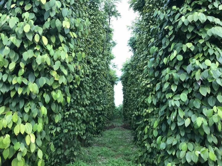 Farm 13.000m² tại xã Cư Ni, Ea Kar, Đắk Lắk giá 1.6 tỷ - Tiềm năng đầu tư lớn!