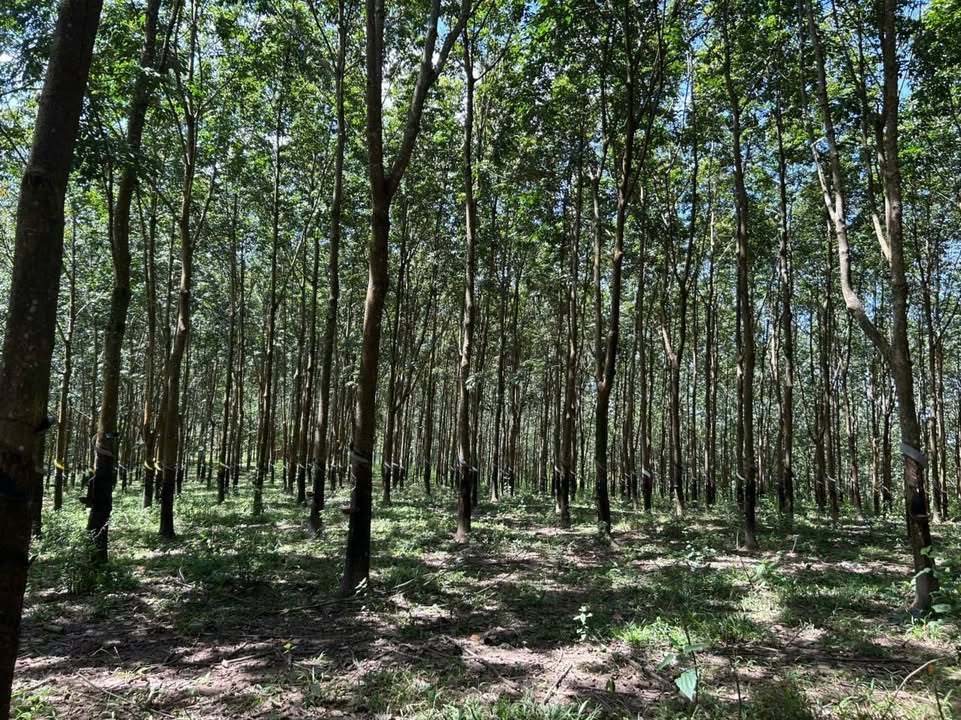 Vườn cao su Ea Khal - 21ha giá 15 tỷ - Đầu tư sinh lời ngay!