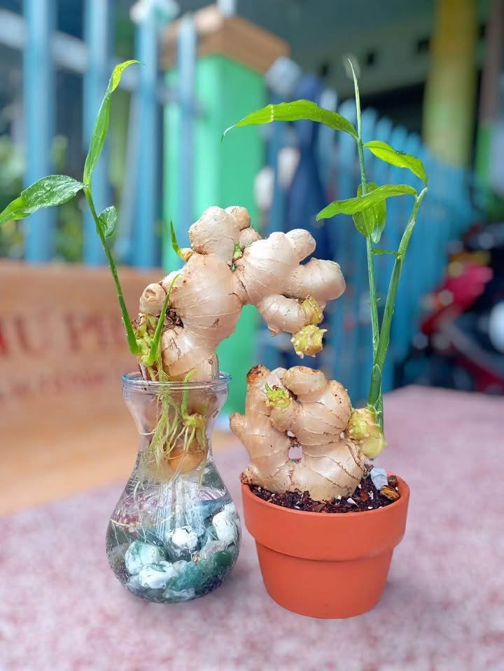 Đất thổ cư Tiến Thành Đồng Xoài 2950m² giá 590 triệu - Cơ hội đầu tư hiếm có!