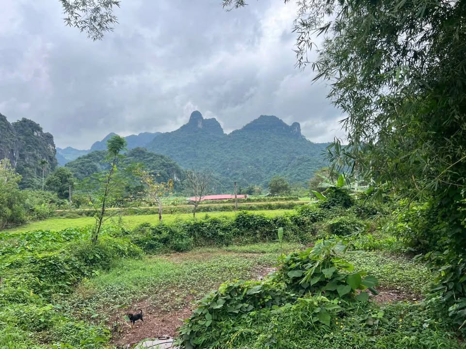 Đất nền 1004m² tại xã Mỹ Hòa, Tân Lạc, Hòa Bình - Giá chỉ 500 triệu!