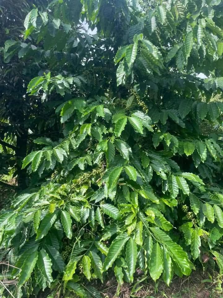 Đất rẫy 2ha gần tỉnh lộ 15 tại Ea Sol - Pháp lý rõ ràng, thu nhập ổn định!