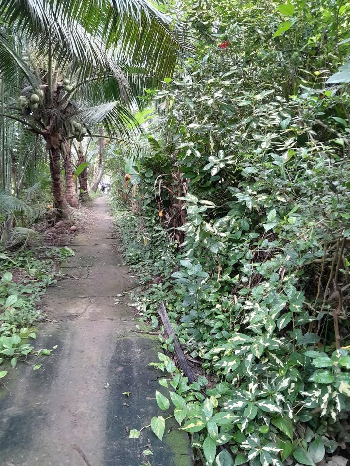 Đất vườn Lương Hoà, Giồng Trôm 1000m² giá 250 triệu - Đang cho thu hoạch hàng tháng!