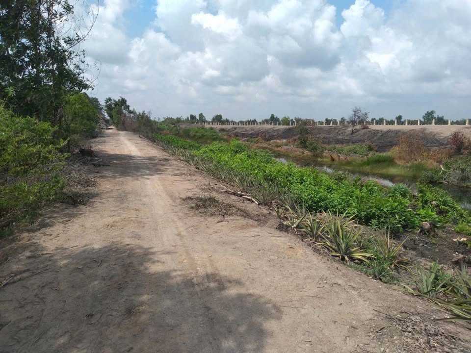 Đất thổ cư mặt tiền sông 14.000m² tại Mỹ Bình, Đức Huệ - Tiềm năng phát triển cao!