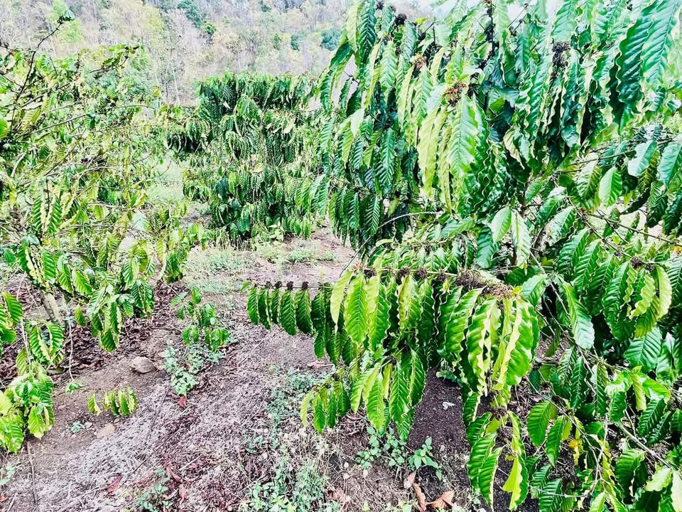 Đất nền Đăk N'Drót, Đăk Mil 10,000m² giá chỉ 950 triệu - Sổ đỏ chính chủ!