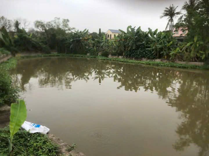 Đất sổ đỏ Quỳnh Ngọc, Quỳnh Phụ 1200m² - Bán gấp, giá thỏa thuận cho người thiện chí!