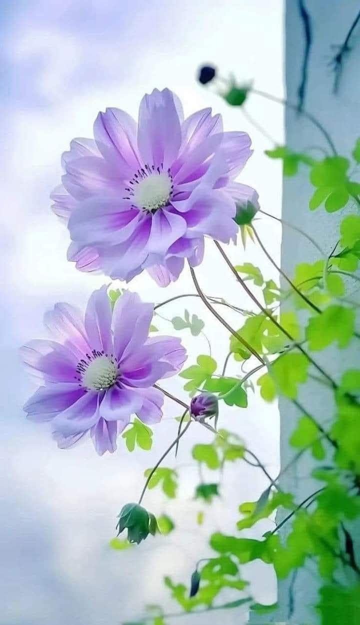 Đất nền Gia Viễn, Cát Tiên, Lâm Đồng 1050m² - Sổ đỏ chính chủ, giá thỏa thuận!