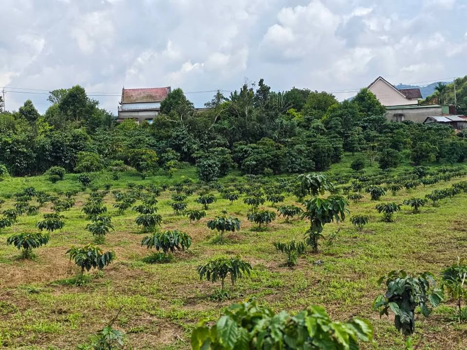 Đất nền 5 sào tại Đường Otto, Bảo Lộc - Giá chỉ 3.75 tỷ, cơ hội đầu tư vàng!