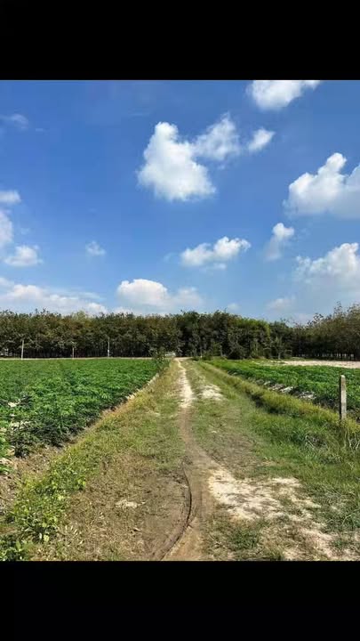 Đất nền 9 công An Cơ, Châu Thành 90.000m² giá 1 tỷ - Đầu tư sinh lời ngay!