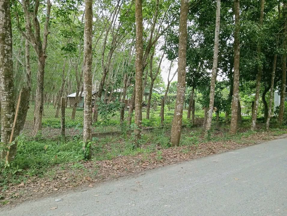 Nhà vườn Phú Mỹ Hưng Củ Chi 10.421m² giá 100 tỷ - Mặt tiền 58m, đầu tư lý tưởng!