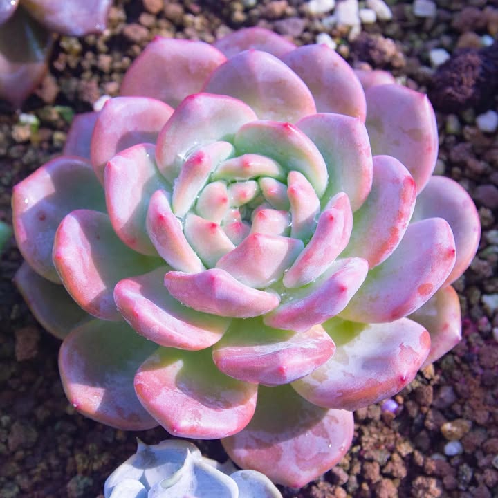 Nhà phố Cam Lợi, Cam Ranh 132m² giá 2.2 tỷ - An ninh, yên tĩnh!