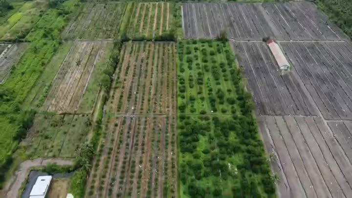 Đất nông nghiệp Bến Lức 7,5ha giá 7,2 tỷ - Đầu tư sinh lời từ chanh và riềng!